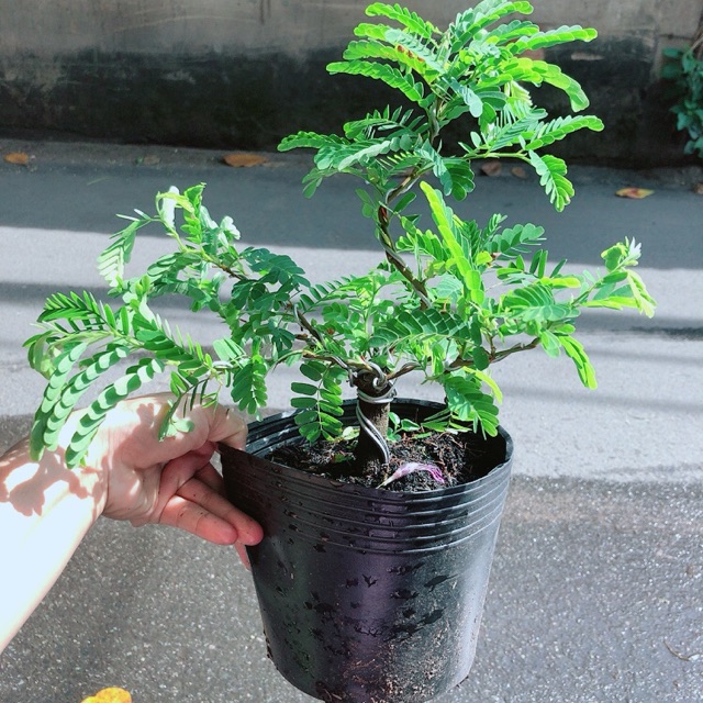 [HCM]Cây Me Bonsai