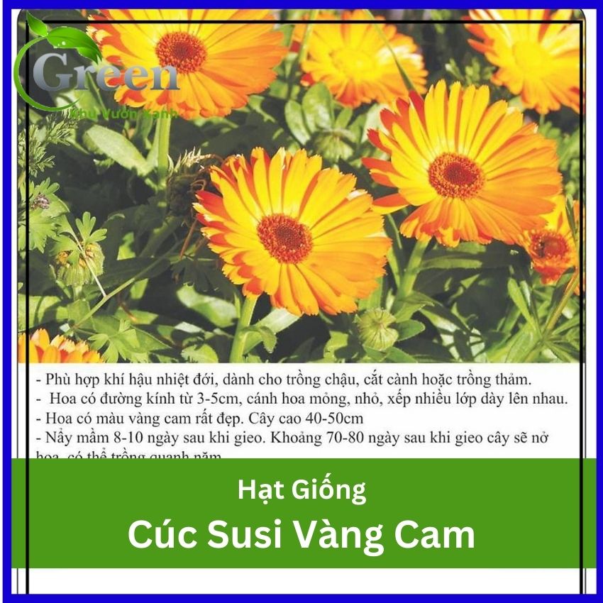 Hạt Giống Hoa Cúc Susi Vàng Cam Trồng Quanh Năm, Dễ Chăm Sóc