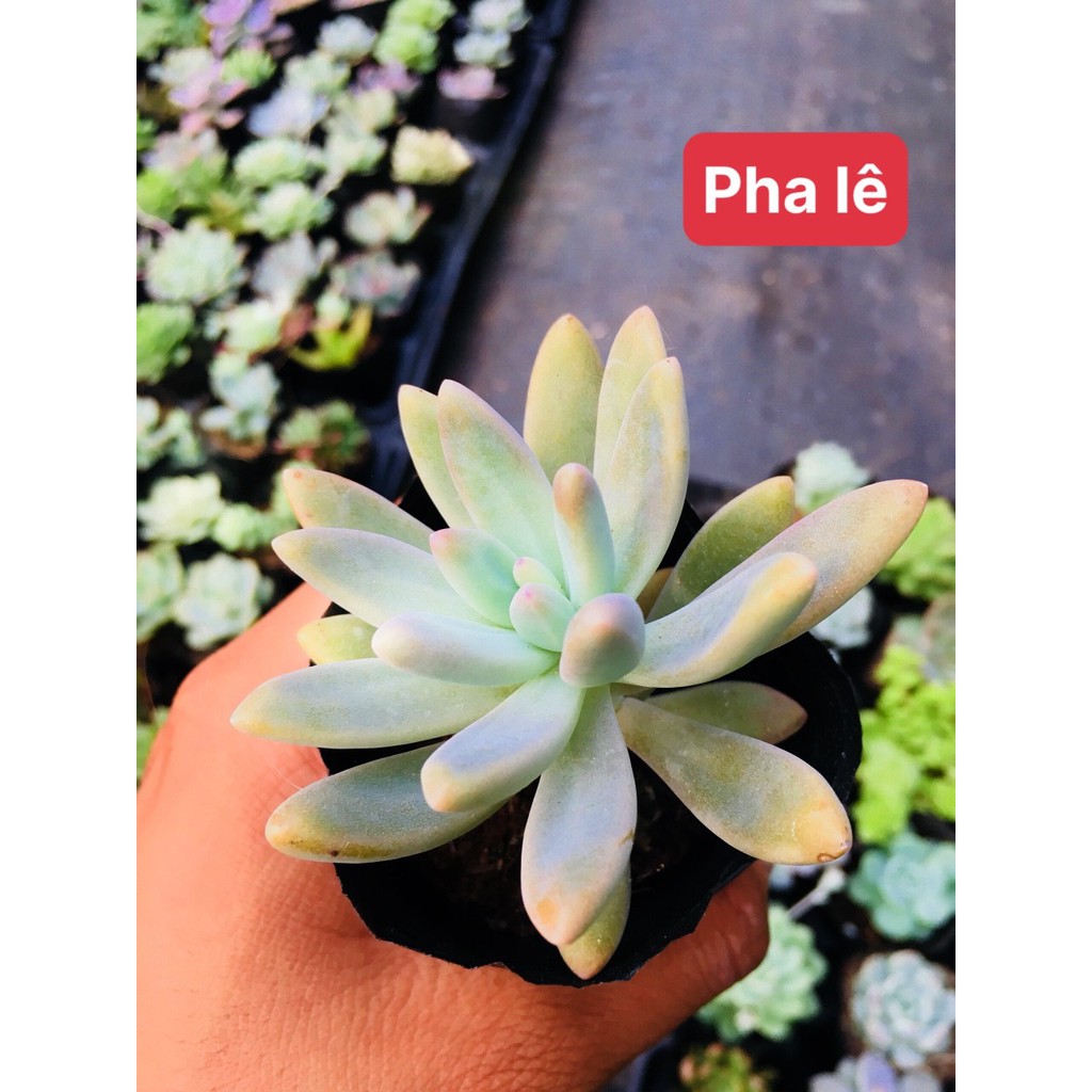 Sen đá pha lê