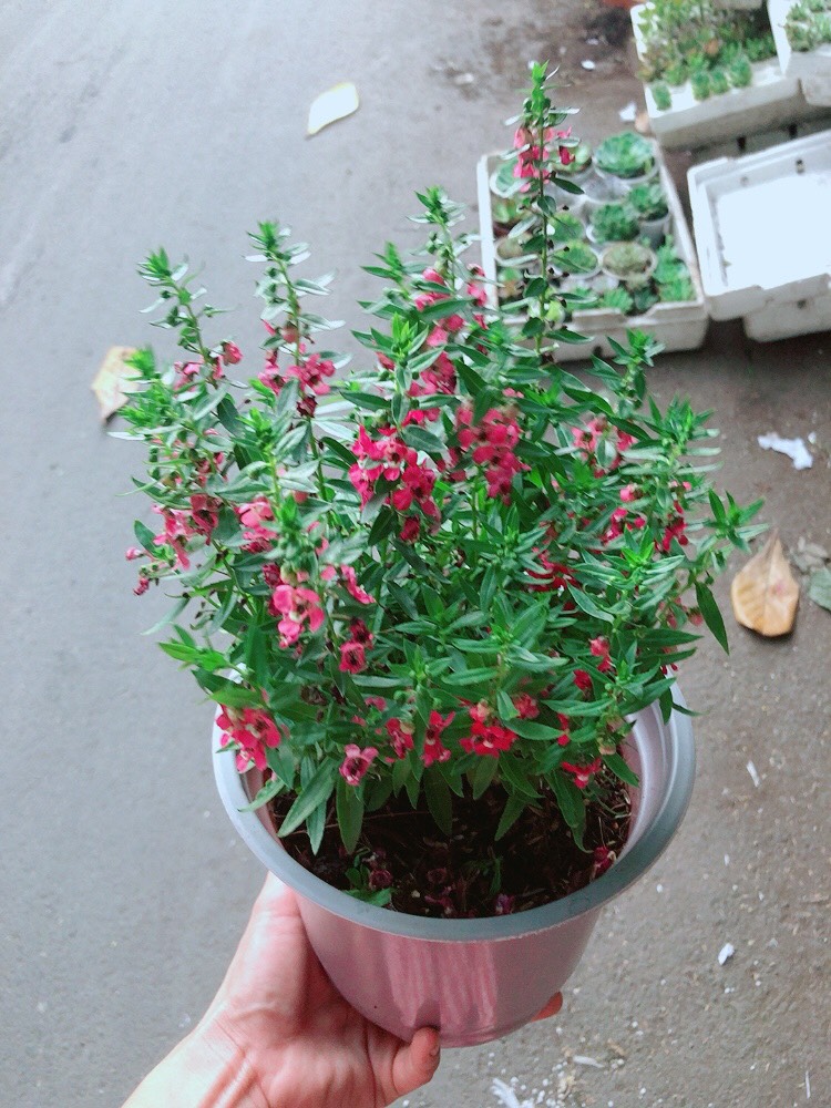 Hoa Lưu Ly