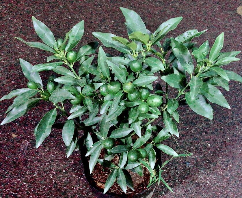 Cây Tắc Ngọt