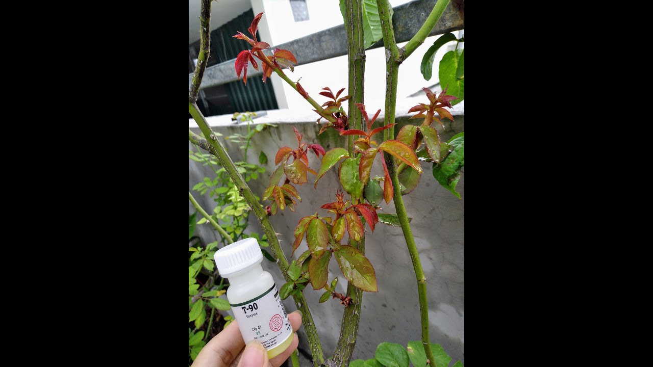 Kích mầm T90, kích cho cây mai vàng, phong lan, hoa hồng, cây bonsai cam kết hiệu quả 100%