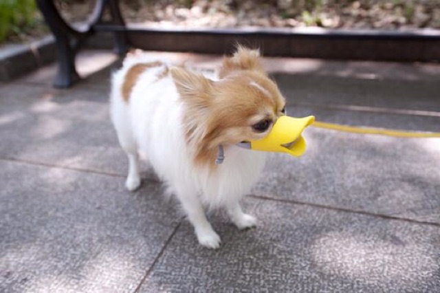Rọ mõm hình mỏ vịt cho cún🐤🐶🐩