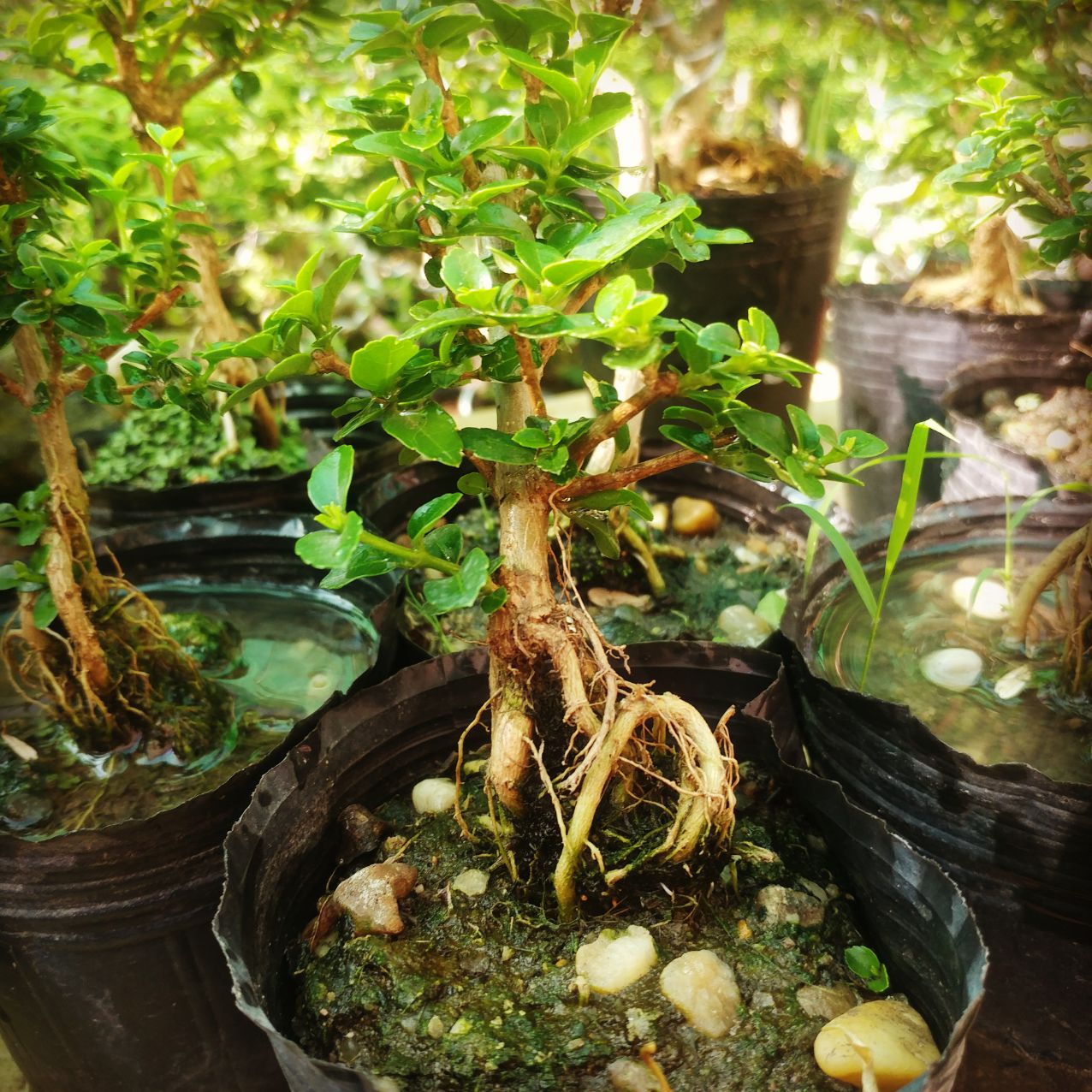 Sam hương siêu mini để bàn CỰC ĐẸP