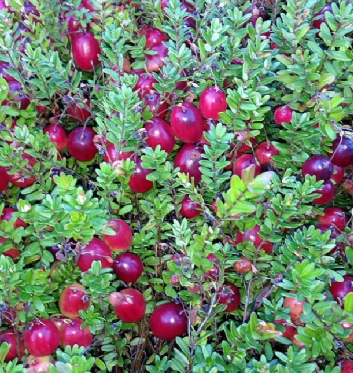 "Gói  30"Hạt giống việt quất đỏ [Seeds]