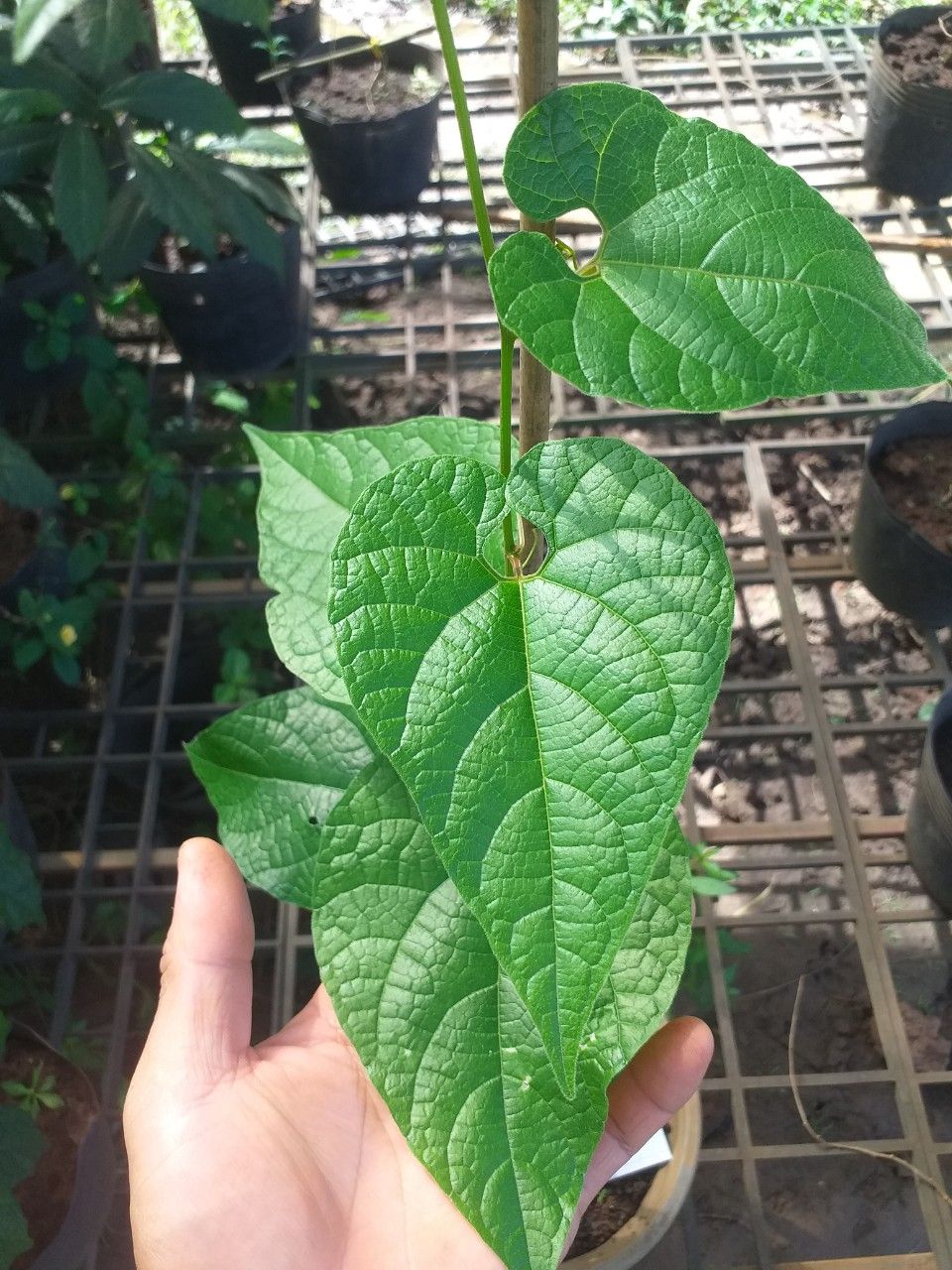 cây giống la hán quả