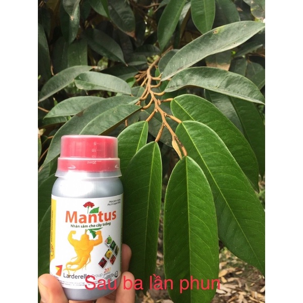 Phân bón vi lượng MANTUS 100ml ĐỒNG SINH HỌC