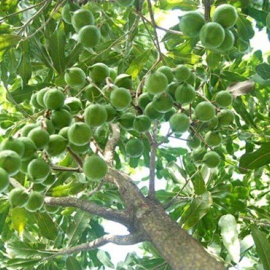 CÂY GIỐNG MACCA GHÉP SIÊU SỚM (có tem chuẩn giống)
