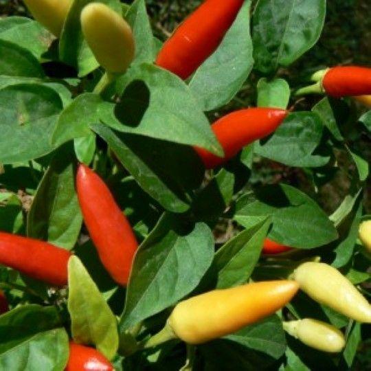 [HCM]Hạt giống ớt Thái Lan Hot pepper _gói 0.5gram