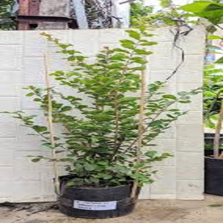 CÂY GIỐNG HOA TƯỜNG VY HUYẾT LONG