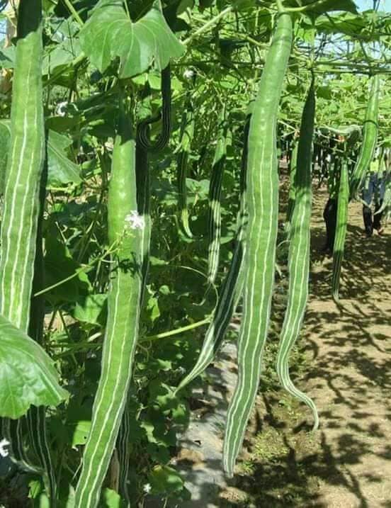 [ Siêu Hạt Giống ] Hạt giống lặc lè Thái cao sản