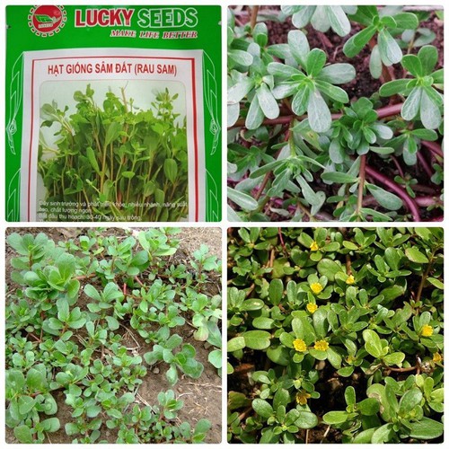 Hạt giống rau sam - rau sâm đất - Gói 0.5 gram