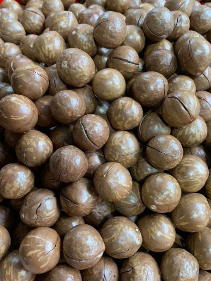 [FREESHIP] Hạt Mắc ca Úc Nứt Vỏ Tự Nhiên 500g Macca, có đồ khui
