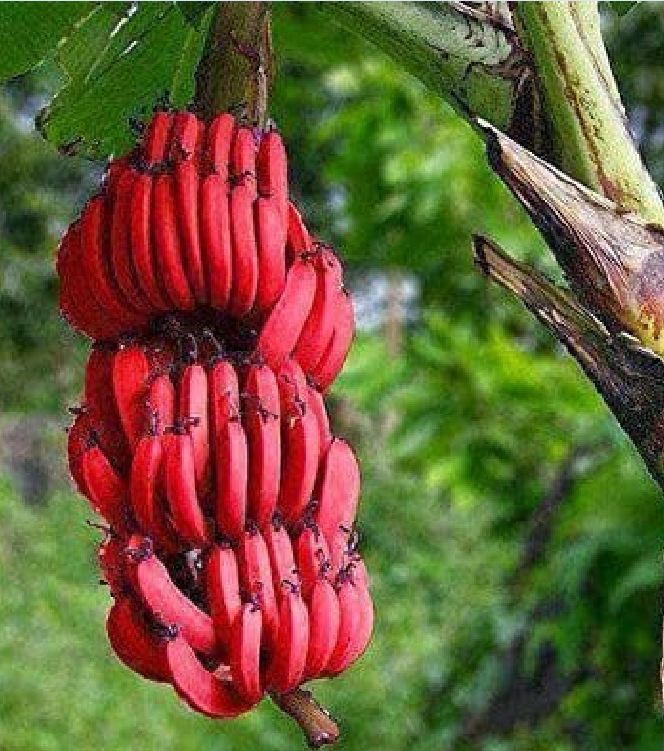 Hạt Giống Cây Chuối Đỏ (  Chuối Dacca ) - Gói 3 hạt - KNS