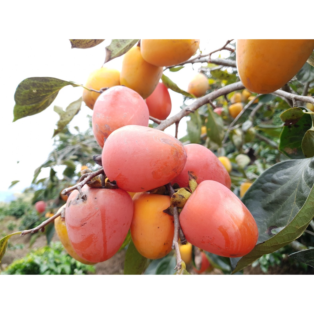 Cây giống hồng trứng đà lạt