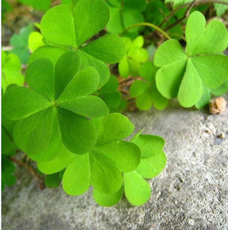 Clover Seeds (3-Leaf Grass) - Pack of 50 Seeds