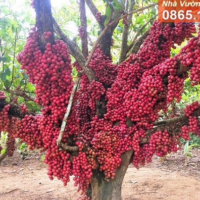 Cây giống dâu da đỏ - quả ngọt