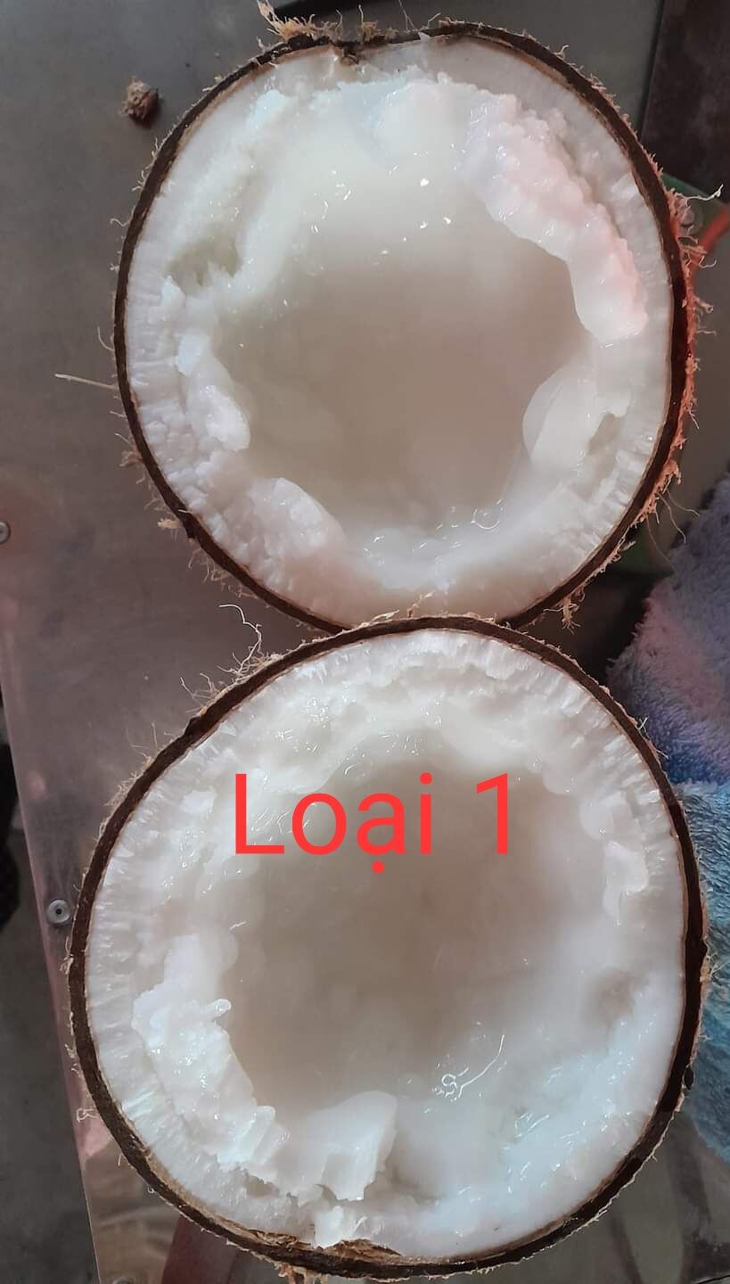 Dừa Sáp Cầu Kè Đặc Sản Độc Lạ Trà Vinh