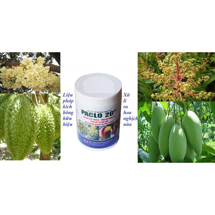 Paclo 20pt 1kg phân bón xử lí ra bông nghịch mùa cho cây xoài