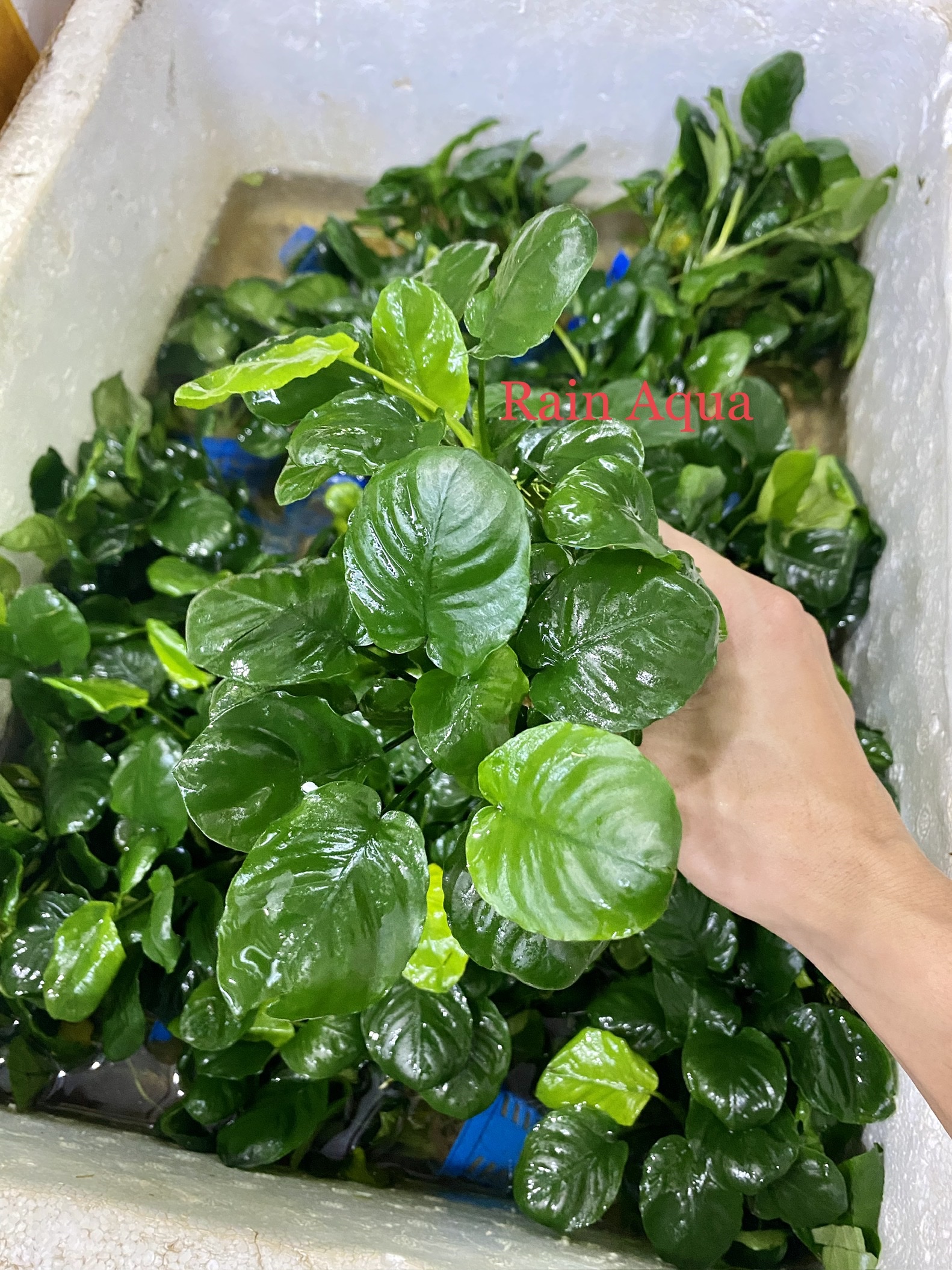 Cây thủy sinh ráy lá tròn - cây thủy sinh không cần co2, gắn giá thể.