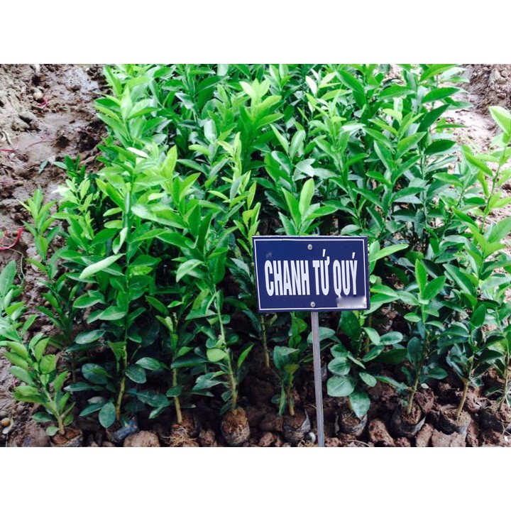 Cây giống Chanh Tứ Quý siêu sớm