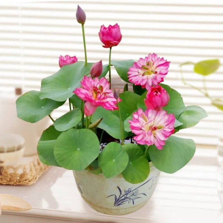 8 hạt giống sen nhật mini 8 màu