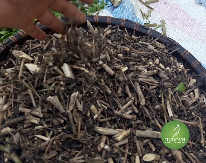 Cây đuôi chuột (1kg khô) - tốt cho sức khỏe