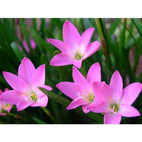 1kg huệ mưa màu hồng khủng, đảm bảo sống 100%