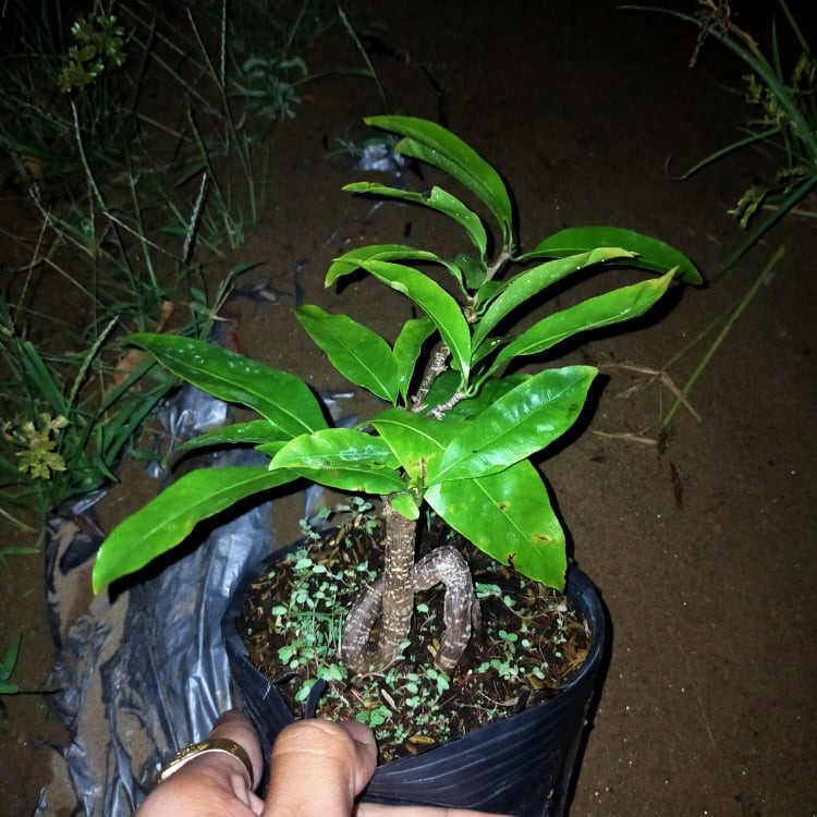 Mai GIỐNG Đại Lộc