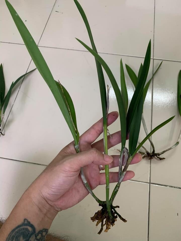 Hướng  brass  sưu tầm nhiều màu