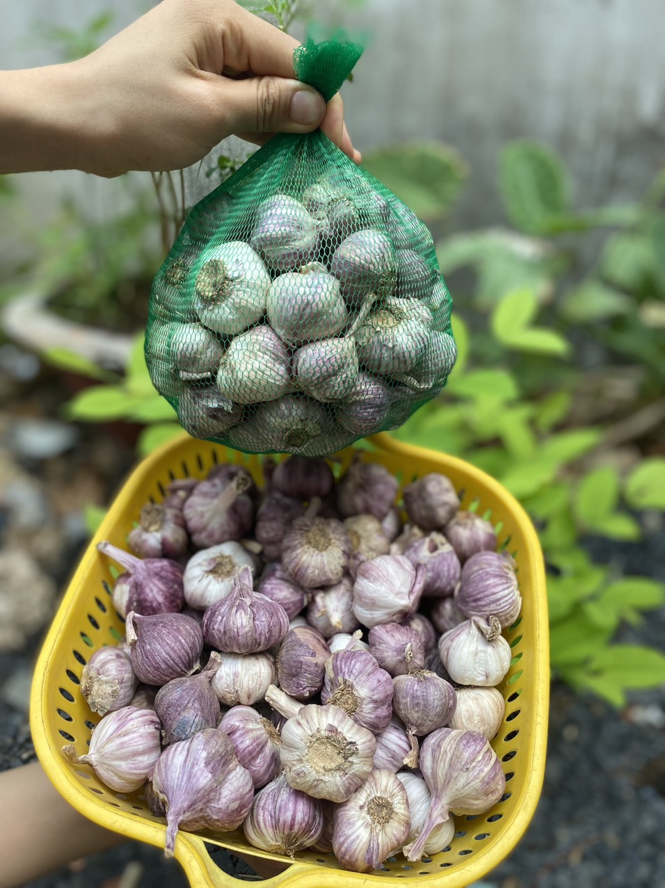tỏi tím đà lạt củ to thơm ngon