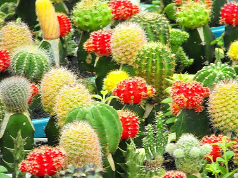 Hạt giống hoa Xương rồng
