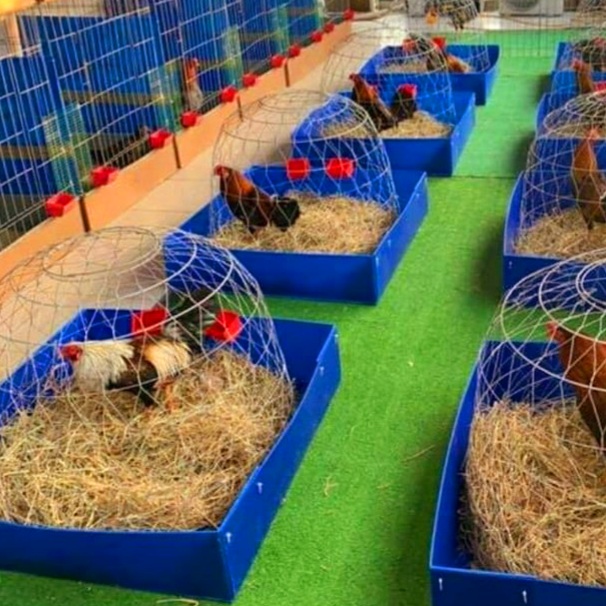 (HCM)Khây nhựa  chuồng gà 1 mét vuông