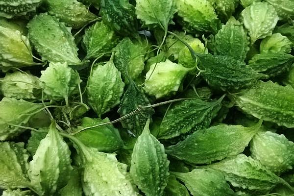 Hạt Giống Khổ Qua Rừng Chọn Lọc Tự Nhiên, Thu Ngọn Thu Trái