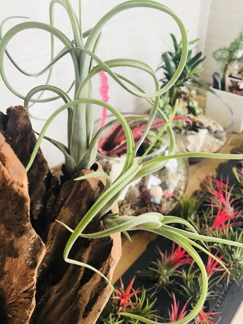 Cây Không Khí Tillandsia Intermedia