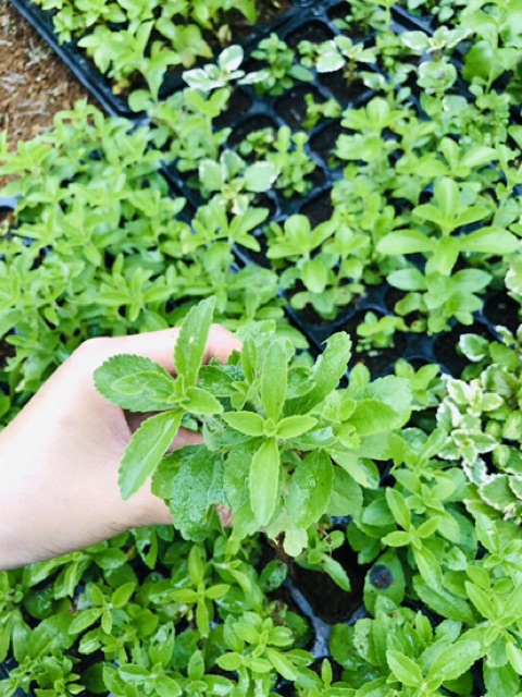 🌱🌱🌱Cỏ Ngọt (nhỏ-lớn)