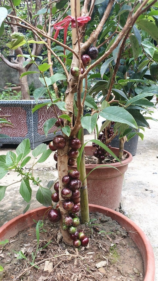 Cây Nho Thân Gỗ Tứ Quý(cam kết giống chuẩn có bảo hành)