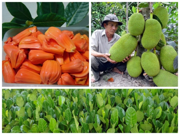 Cây giống MÍT ruột Đỏ xơ Đỏ  [ Giống ghép cho trái sớm, siêu trái ].