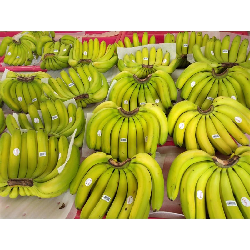 CÂY GIỐNG CHUỐI LABA [ giống cấy mô cho quả sớm ].