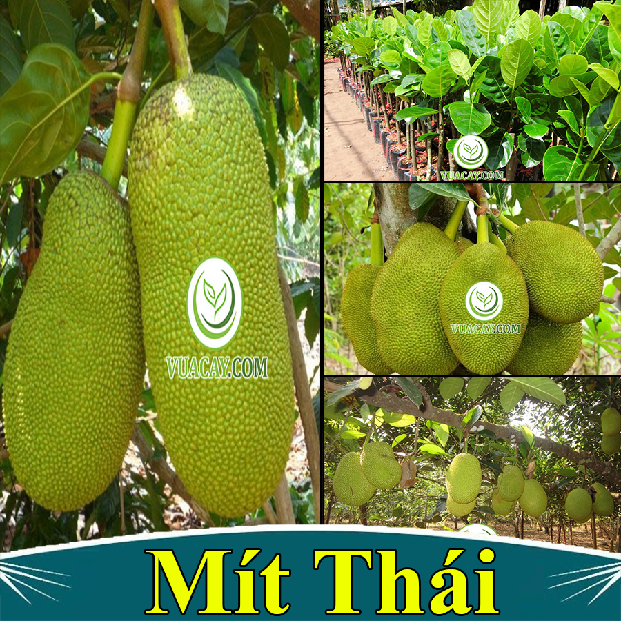 CÂY MÍT THÁI - CHUẨN GIỐNG F1( CÂY CAO 60-70CM)