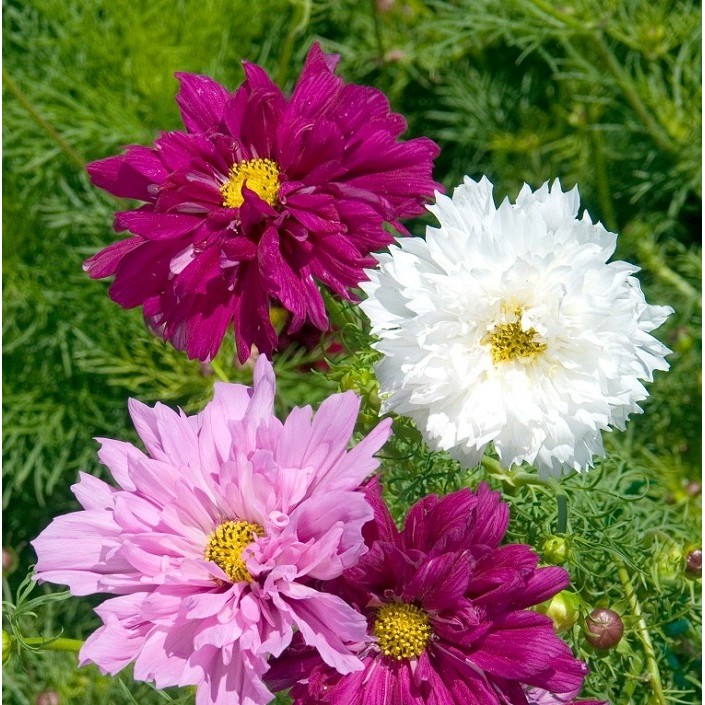 MJ235 Gói 50 Hạt Giống Hoa Sao Nhái Kép Nhiều Màu Giống Mới Chịu Nhiệt 4 Mùa