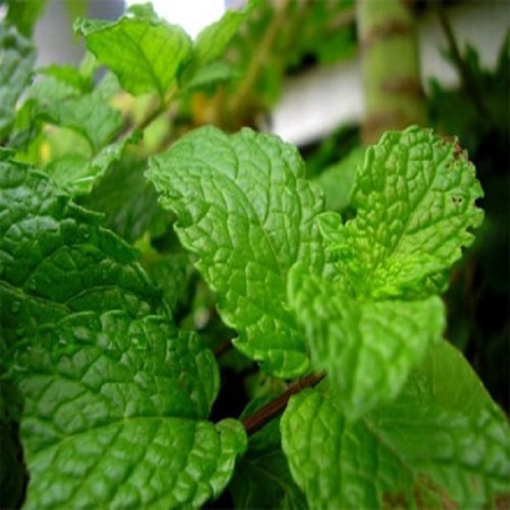 Hạt giống rau Húng Bạc Hà Ta (Húng Lủi)