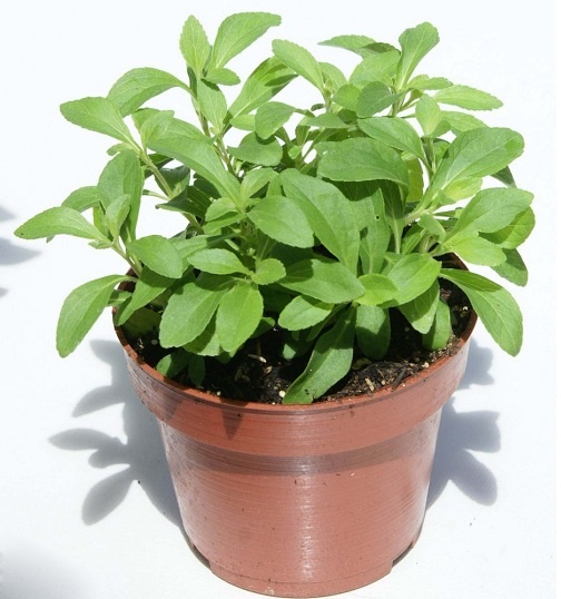 Hạt giống cỏ ngọt 5 Hạt