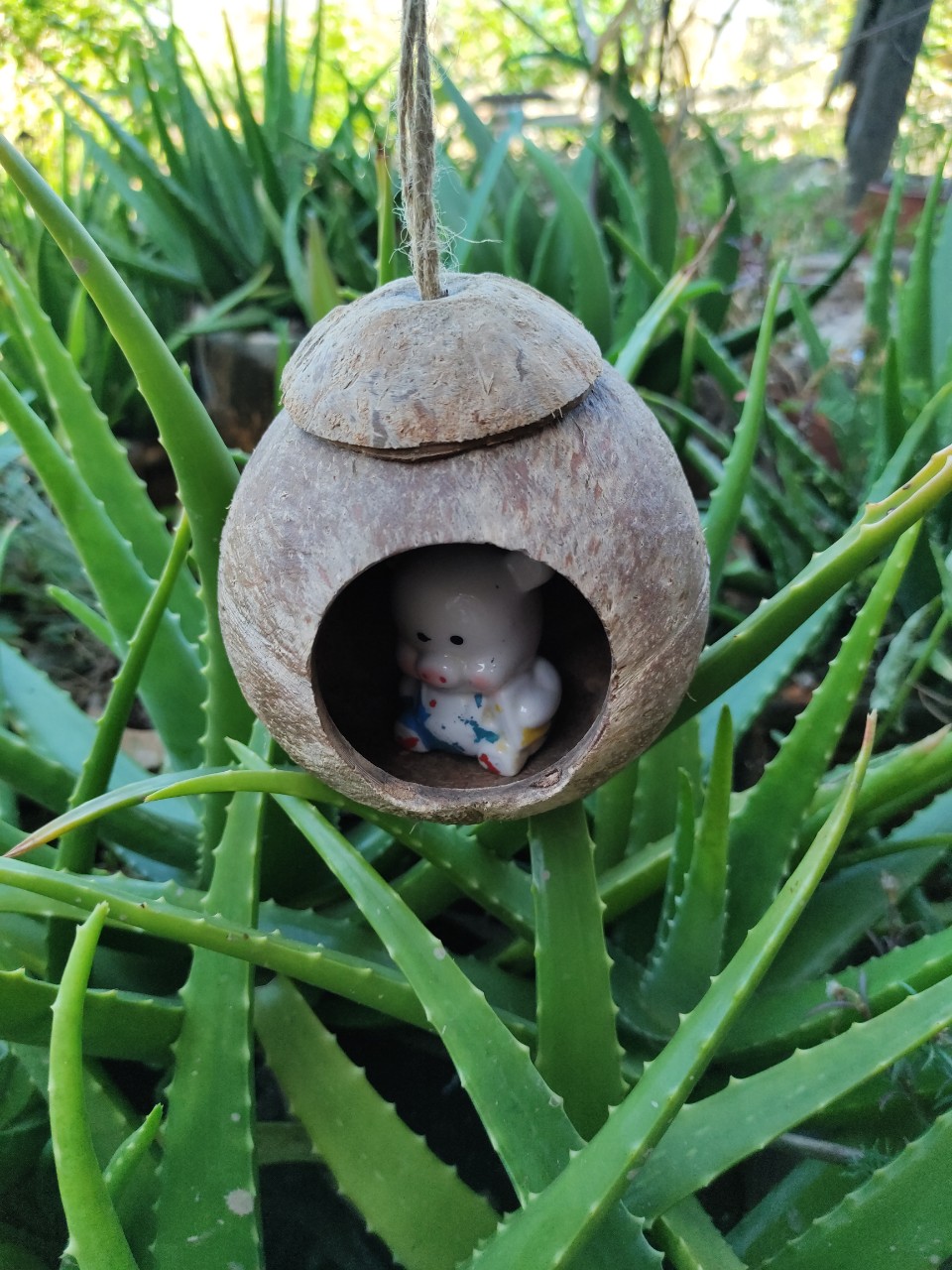 Tổ chim gáo dừa trơn
