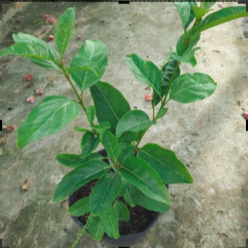 Cây giống Lài Thơm Thái - Trang Flowers