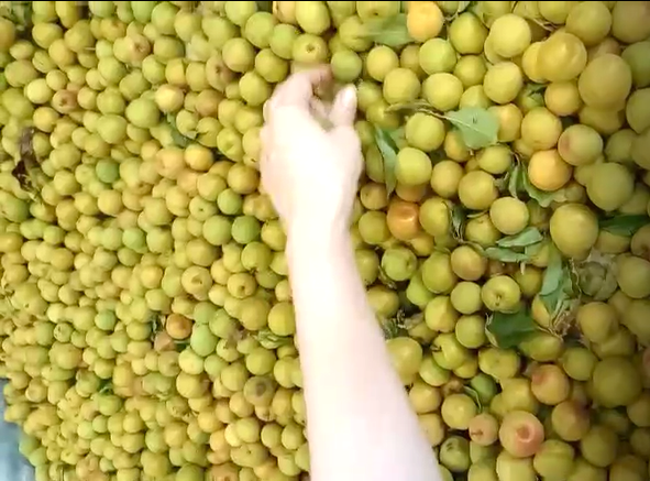 Mơ ngâm đường bà Hảo hộp 500ml