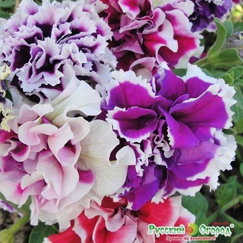 Hạt giống hoa Dạ yến thảo kép