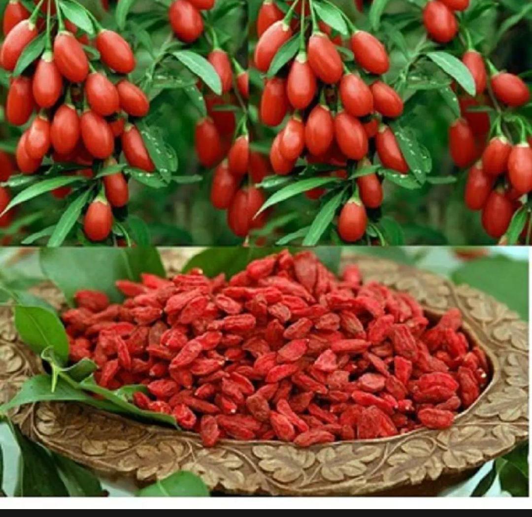 Kỷ tử - trà thảo lộc 1 túi 100g