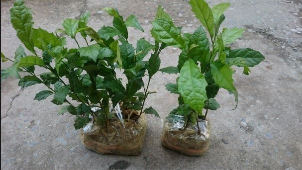 combo 5 cây xạ đen ( mua 5 cây tăng 1 cây )