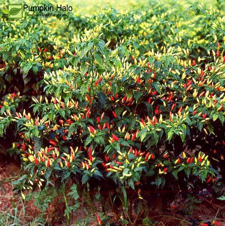 [HCM]Hạt giống ớt Thái Lan Hot pepper _gói 0.5gram